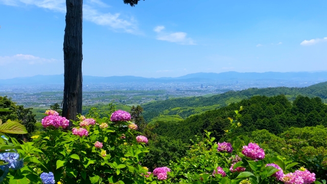 【KYOTO】ĐẾN THĂM NGÔI CHÙA YOSHIMINE-DERA Ở KYOTO ĐỂ THƯỞNG THỨC CẢNH ĐẸP CỦA HOA CẨM TÚ CẦU VÀO ĐẦU HÈ! - Yorozuya Nhật Bản